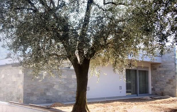 Casa di civile abitazione con grande albero e pareti in pietra e intonaco bianco.